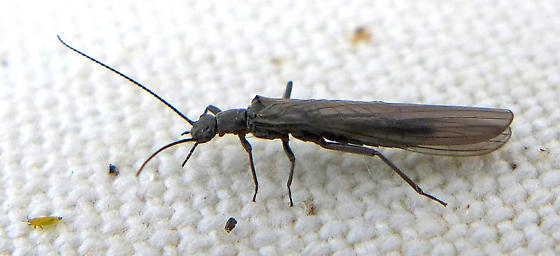 Fly 1